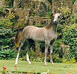 Grey Arab Mare