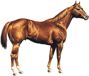 Sorrel Horse