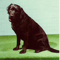 Black Lab