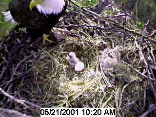 Eagle chick number 1 :o)