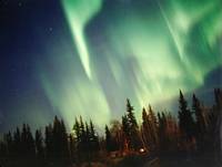 Massive green arc and curtain display above the forest 
by Jan Curtis