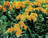 Yellow Butterfly Weed