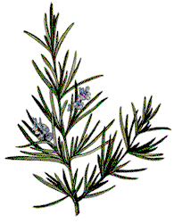 Rosemary photo from Garden Guides