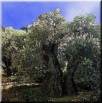 Venerable Olive Tree - Garden of Gethsemane