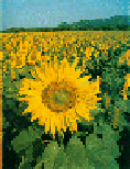 Sunflower courtesy of 
Stanford Solar Center, 
'Sun On Earth'