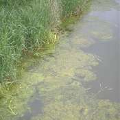 Filamentous algae
- Pond algae from AquaNIC