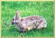 Rabbit Photo from Maiden Faire's Garden