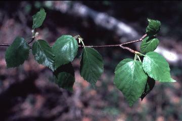 Birch, Betula spp.
 Biology 130 Plant ID, 
biology.uwsp.edu/plantid/