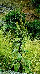 Mullein  (Verbascum thapsus)
© 1998 Province of 
British Columbia, Ministry of 
Agriculture and Food