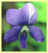 Wild Blue Violet from 
'Wild and Cultivated Flowers' 
by Maidenfaire