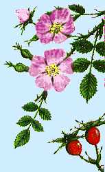 Wild Rose photo from 
Paula Giese 'Native Foods' section