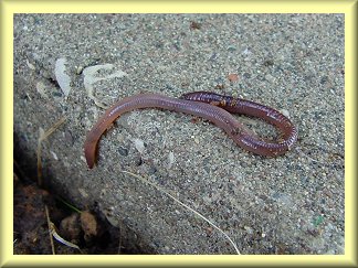 Link to Maiden Fair's Garden -  
Good Earthworm Information
