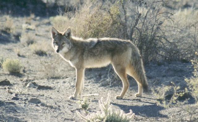 Coyote Courtesy of Utahs Basin and Range Wilderness Website