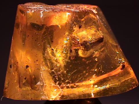 Amber with Spider - mineral.galleries.com