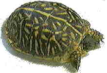 Ornate Turtle Photo