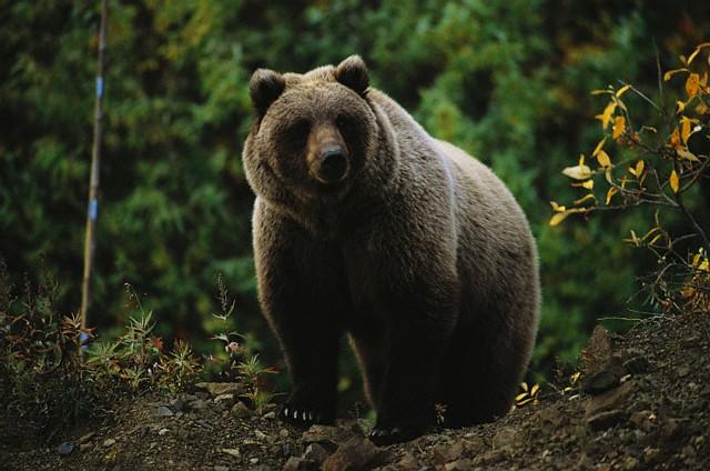 Grizzly Bear, Denali National Park and Reserve, Alaska, USA