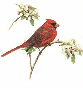 Male Cardinal with Apple blossoms
 Prints or Original Paintings by Webb Garrison - Song Birds