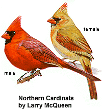 Male and Female Cardinal 
Ilustration from www.orinth.cornell.edu